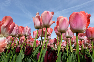 Salmon pink Darwin hybrid tulip, tulipa &lsquo;Pink Impression&rsquo; in flower, with a blue sky background.
