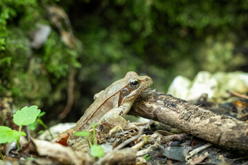 Agile frog (Rana dalmatina), small European amphibian in the genus Rana of the true frog family, Ranidae.