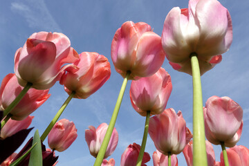 Salmon pink Darwin hybrid tulip, tulipa ‘Pink Impression’ in flower, with a blue sky background.