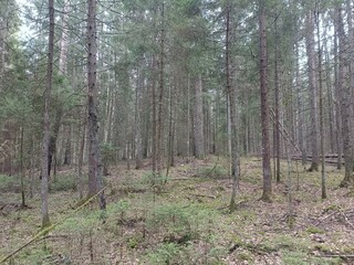 Kurtuvenai regional park during cloudy day. Pine tree forest. Footpath in woodland. Moss growing on soil. Some small grass and tress growing in woods. Summer season. Kurtuvenu regioninis parkas.