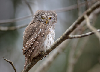 Eurasian Pigmy Owl in a fir grove in spring 
