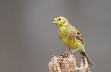 Yellowhammer  - male in spring at a wet forest
