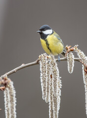 Great tit in spring at a wet forest