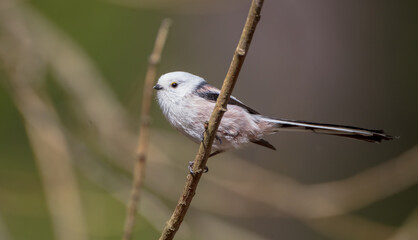 Obraz premium Long-tailed Tit in the forest on early spring