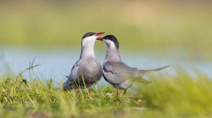 Whiskered tern - adult birds at a wetland in spring