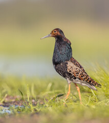 Ruff - male bird at a wetland on the mating season in spring