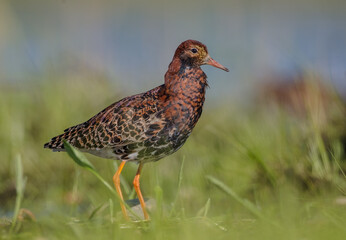 Ruff - male bird at a wetland on the mating season in spring