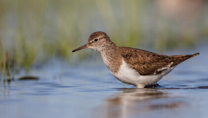 Common Sandpiper - feeding at a shore of lagoon on spring migration way