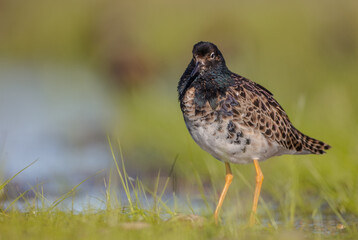 Ruff - male bird at a wetland on the mating season in spring