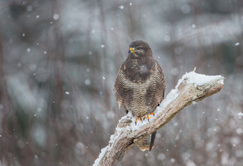 Common Buzzard in winter at a wet forest