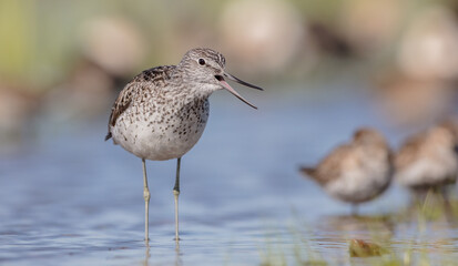Common Greenshank feeding at a wetland in spring on a migration way