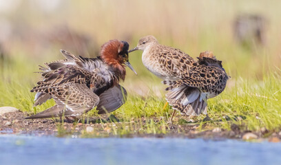  The ruff - pair at wetland on a mating season in spring