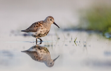 Obraz premium Dunlin - adult bird at a wetland on the spring migration 