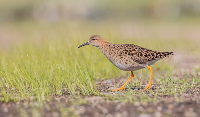 Ruff -  female feeding at the wetland on the mating season in spring