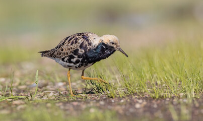 Ruff - male bird at a wetland on the mating season in spring