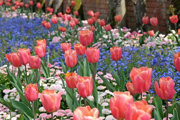 Apricot pink Fosteriana hybrid tulip, tulipa ‘Poco Loco’ in flower, naturalised in a bed of forget me nots.
