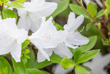 White Korean azalea with raindrops forming on it. False rosebay, Rhododendron yedoense, poukhanense