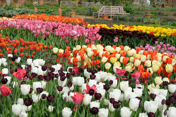 Rows of colourful tulips in flower.