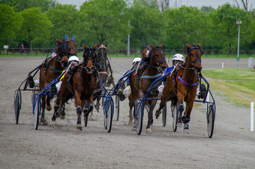 Racing horses trots and rider on a track of stadium. Competitions for trotting horse racing. Horses compete in harness racing. Horse runing at the track with rider.
