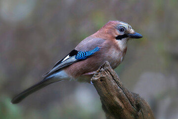 Eichelhäher (Garrulus glandarius) auf Baumstamm