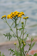 Rainfarn (Tanacetum vulgare) auch Wurmkraut mit gelben Blüten