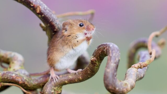 4K slow motion footage of a UK Field Mouse sitting on a branch and scratches it's nose