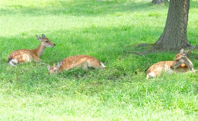 group of deer in green field,Nara,Japan	
