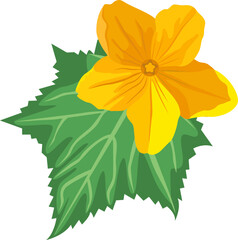 Cucumber flower 