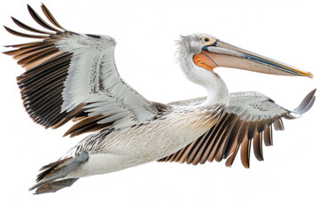 A pelican glides, pouch swollen with fish