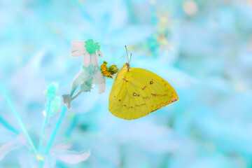 A yellow butterfly sucks nectar from a flower