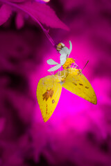 Two yellow butterflies sucks nectar from a flower