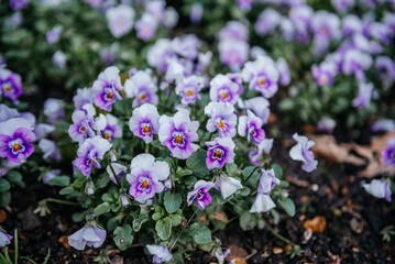 Purple and White Pansy Flowers in Garden