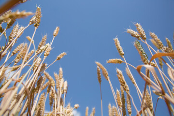 Ripe rye fieldEars of rye against a blue sky