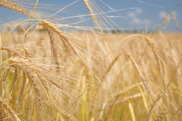 Ripe rye field