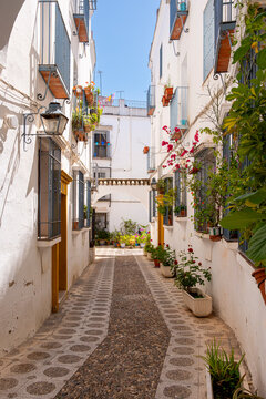 This picturesque view of a white-walled alley lined with potted plants represents the tranquil ambiance of travel in Cordoba, Andalusia, Spain, and captures the region's European charm