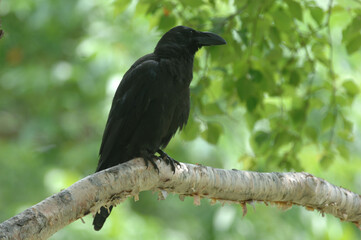 緑の森の中のハシブトガラス