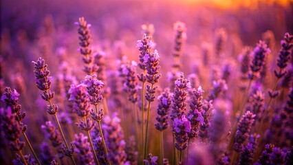 Vibrant Lavandula Flowers in Bright Colors with Analog Filter Effect 