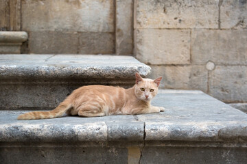 A tabby cat lying on the stone step, in the Old City of Dubrovnik, Croatia.