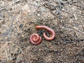 Millipedes are a group of arthropods that are characterised by having two pairs of jointed legs on...