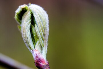 In spring, the first leaves appear on the trees. Selective focus. The beginning of spring. The...