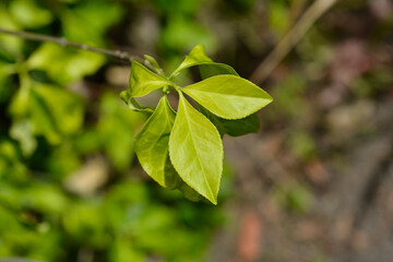 White spindle branch with leaves