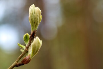 In spring, the first leaves appear on the trees. Selective focus. The beginning of spring. The...