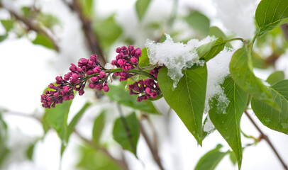 close up of fresh pink  flowers of  lilac blooming with a spring snow covered leaf
