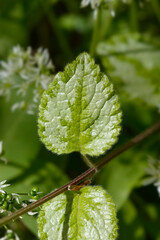 Variegated Yellow archangel leaf
