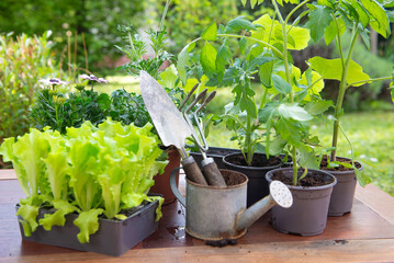 gardening tools with lettuce ready to plant  and vegetable seedlings on a table in garden  at springtime - 793729077
