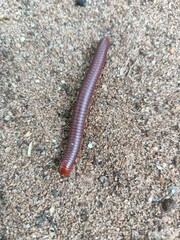 Millipedes are a group of arthropods that are characterised by having two pairs of jointed legs on most body segments, they are known scientifically as the class Diplopoda