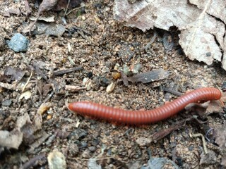 Millipedes are a group of arthropods that are characterised by having two pairs of jointed legs on most body segments, they are known scientifically as the class Diplopoda