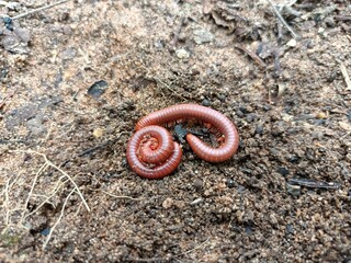 Millipedes are a group of arthropods that are characterised by having two pairs of jointed legs on most body segments, they are known scientifically as the class Diplopoda