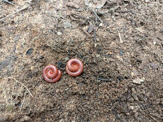 Millipedes are a group of arthropods that are characterised by having two pairs of jointed legs on...