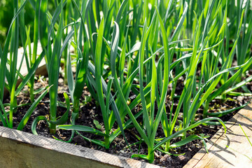 Garlic Growing in Garden Bed, Green Garlic Plant Growth. Grow Vegetable Garden concept. Closeup. Copy space.